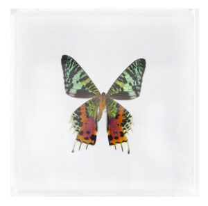 6 X 6 inch Square Case — AA