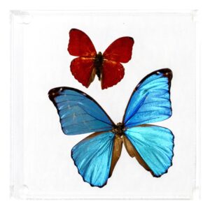 6 X 6 inch Square Case — B