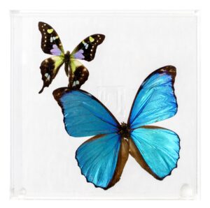 6 X 6 inch Square Case — D