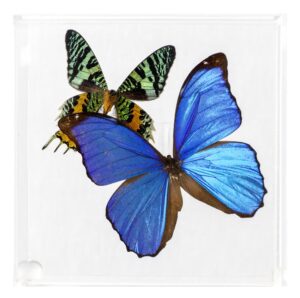 6 X 6 inch Square Case — G