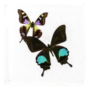 6 X 6 inch Square Case — J