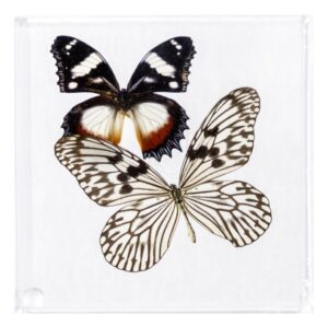 6 X 6 inch Square Case — K