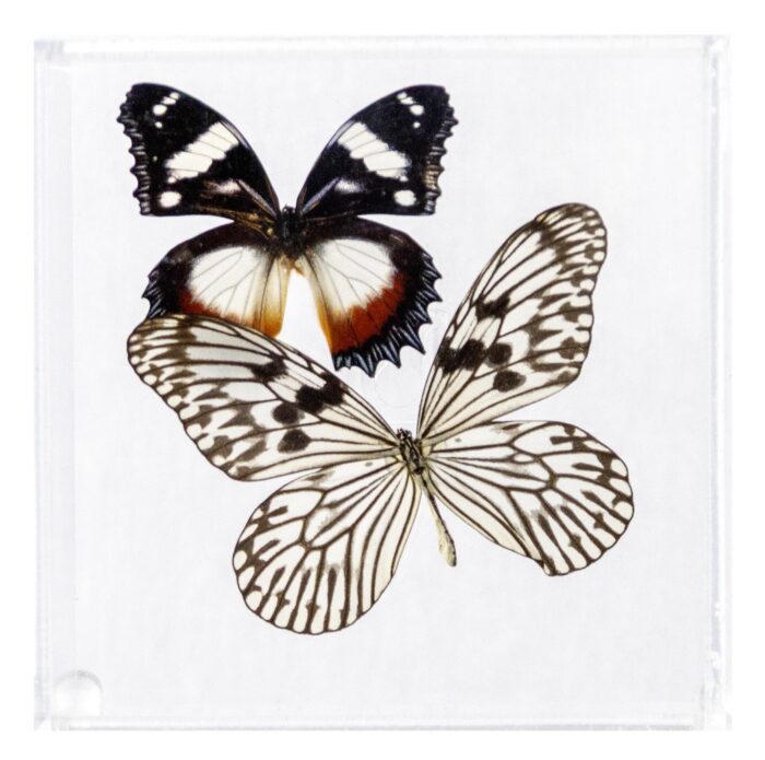 6 X 6 inch Square Case — K