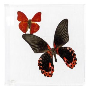 6 X 6 inch Square Case — N