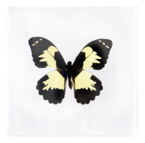 6 X 6 inch Square Case — E