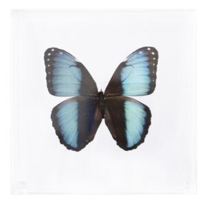 6 X 6 inch Square Case — G