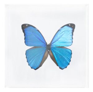 6 X 6 inch Square Case — I
