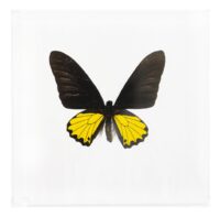 6 x 6 Single Butterfly
