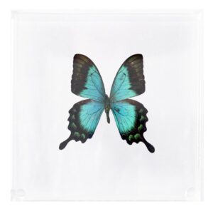 6 X 6 inch Square Case — K