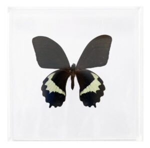 6 X 6 inch Square Case — L