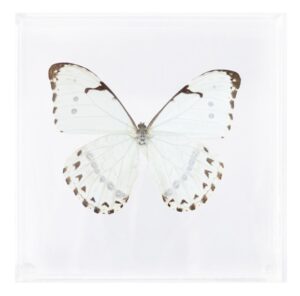 6 X 6 inch Square Case — M