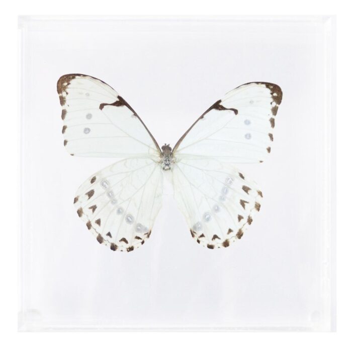 6 X 6 inch Square Case — M