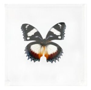 6 X 6 inch Square Case — N