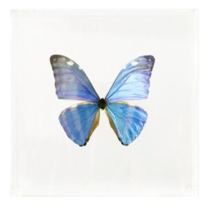 6 X 6 inch Square Case — O