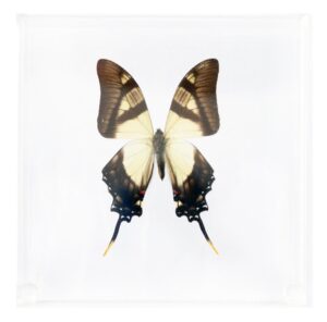 6 X 6 inch Square Case — P