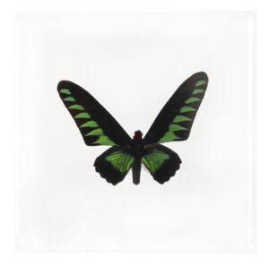 6 X 6 inch Square Case — QQ
