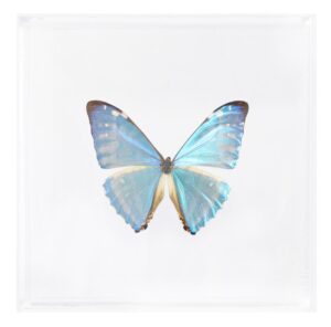 6 X 6 Inch Square Case — Q