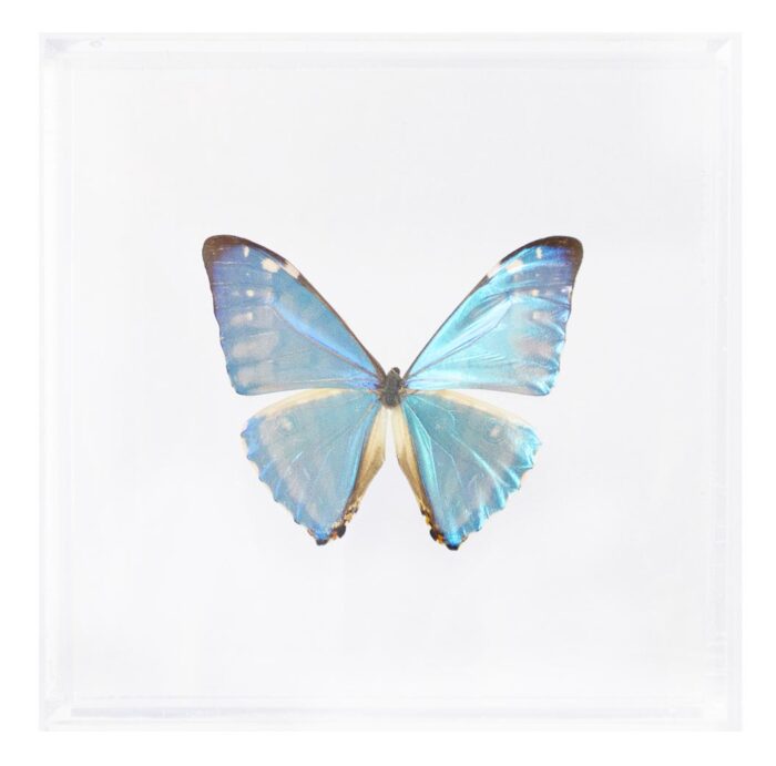 6 X 6 Inch Square Case — Q