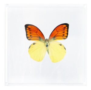 6 X 6 inch Square Case — R