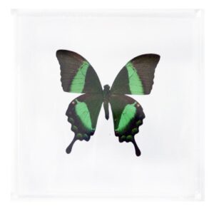6 X 6 inch Square Case — V