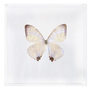 6 X 6 inch Square Case — W
