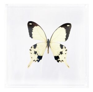 6 X 6 inch Square Case — Y