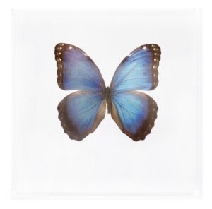 6 X 6 Inch Square Case — Z