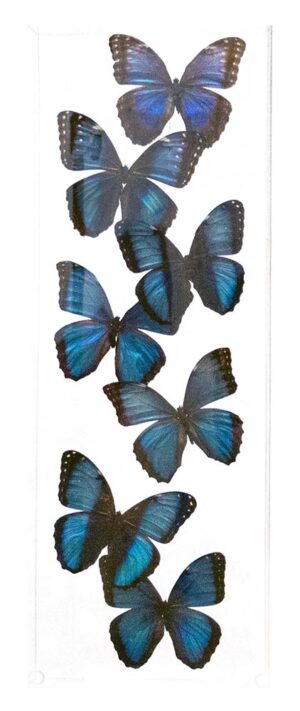 7 X 20 inch Vertical Case — A