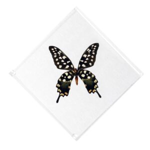 7 X 7 inch Square Case — A
