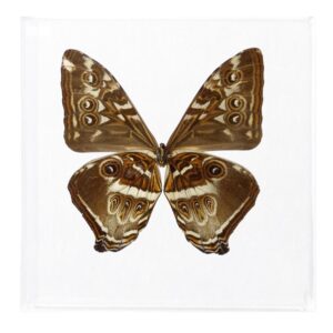 7 X 7 inch Square Case — A