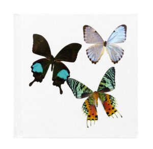 7 X 7 inch Square Case — A