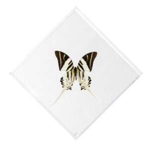 7 X 7 inch Square Case — B