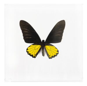 7 X 7 inch Square Case — CC