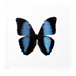 7 X 7 inch Square Case — C