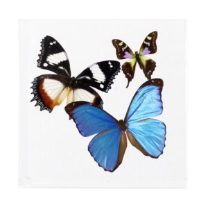 7 X 7 inch Square Case — C