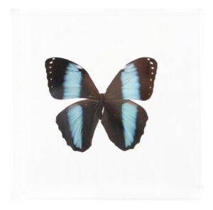 7 X 7 inch Square Case — DD