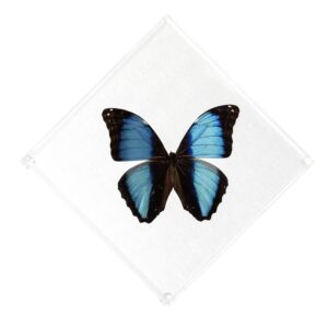 7 X 7 inch Square Cases — D