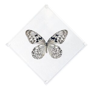 7 X 7 inch Square Case — E