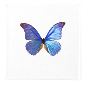 7 X 7 inch Square Case — E