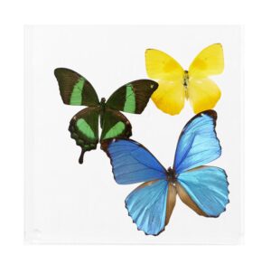7 X 7 inch Square Case — E