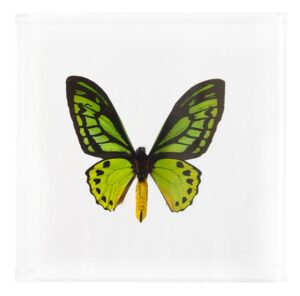 7 X 7 inch Square Case — GG