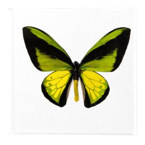 7 X 7 inch Square Case — I
