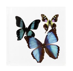 7 X 7 inch Square Case — I