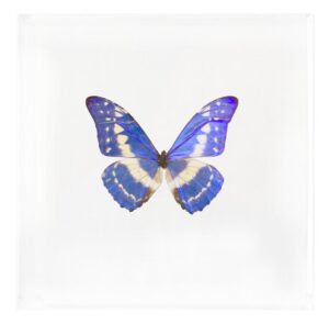 7 X 7 inch Square Case — JJ