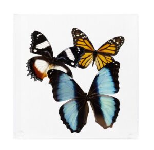 7 X 7 inch Square Case — L