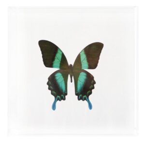 7 X 7 inch Square Case — LL