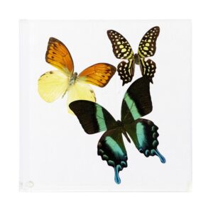 7 X 7 inch Square Case — M