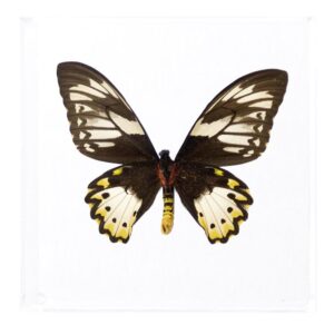 7 X 7 inch Square Case — N