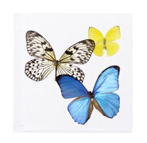 7 X 7 inch Square Case — N