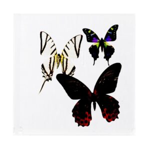 7 X 7 inch Square Case — O